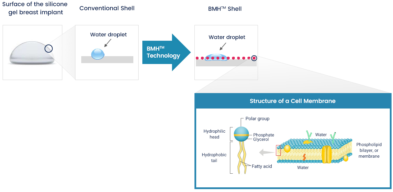 Structure of a Cell Membrane