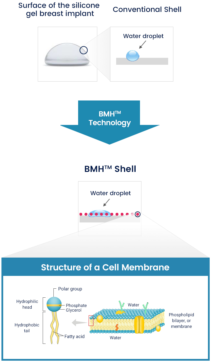 Structure of a Cell Membrane